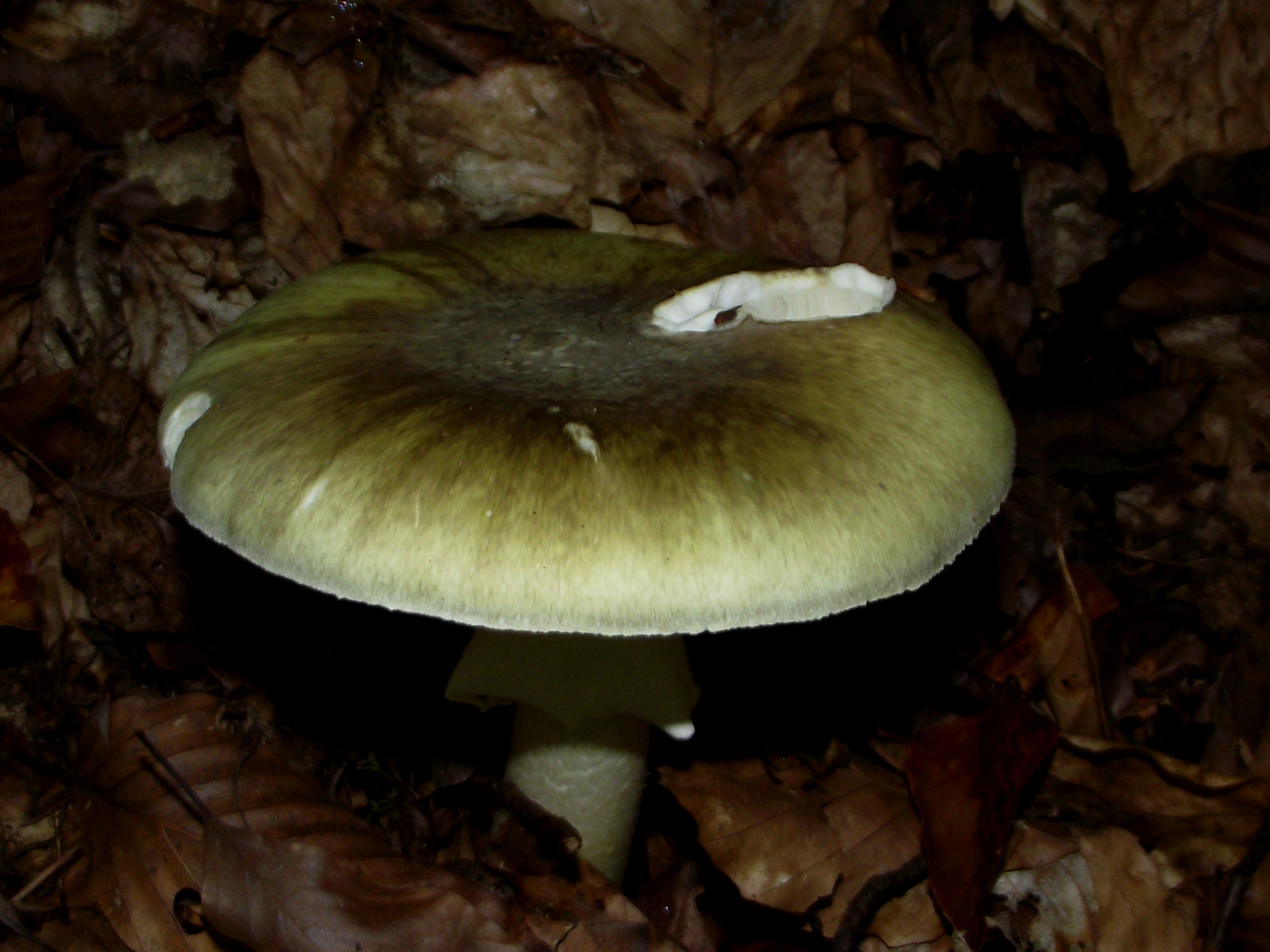 Grüner Knollenblätterpilz